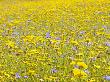 Summer Wildflower Meadow With Corn Marigold And Cornflower Uk, July by Gary Smith Limited Edition Pricing Art Print
