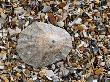 Rayed Mediterranean Limpet Shell On Beach, Mediterranean, France by Philippe Clement Limited Edition Print