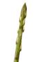 Wild Asparagus Shoot Spain by Niall Benvie Limited Edition Print