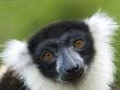 Black And White Ruffed Lemur Portrait, Madagascar by Edwin Giesbers Limited Edition Print