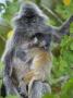 Silvered Langur Female Suckling Baby In Tree, Bako National Park, Sarawak, Borneo by Tony Heald Limited Edition Pricing Art Print