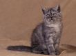 American Shorthair Kitten by Adriano Bacchella Limited Edition Print