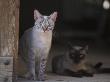 European Grey Tabby White Spotted Cat With Another Behind, In Doorway, Italy by Adriano Bacchella Limited Edition Print