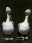 Dalmatian Pelican Two Preening, Iucn Vulnerable, From Asia by Eric Baccega Limited Edition Print