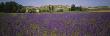Flowers In A Field, Castile, Leon, Spain by Panoramic Images Limited Edition Print