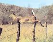 Deer Jumping Fence by Bill Lea Limited Edition Print