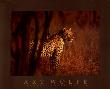 Leopard by Art Wolfe Limited Edition Print