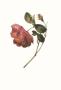 Rose by James Holland Limited Edition Print
