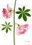 Sweet Pea And Lupin Leaves by Fleur Olby Limited Edition Print