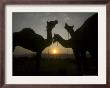 Camels At The Annual Cattle Fair In Pushkar, India, November 2, 2006 by Rajesh Kumar Singh Limited Edition Print