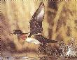 Flying Wood Duck by S. Nelson Limited Edition Print