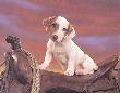 Jack Russell Terrier by Ron Kimball Limited Edition Print