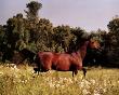 Brown Horse Running by Kendra Bond Limited Edition Print