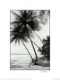 Mayaro Palms by Evelyn Barnes Limited Edition Print