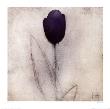Tulip Series Xxi by Scott Olson Limited Edition Pricing Art Print