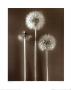Dandelion Three by Graeme Harris Limited Edition Pricing Art Print