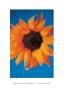 Sunflower by Anne Worthington Limited Edition Print