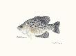 Crappie Fish by Ron Pittard Limited Edition Print