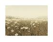 Field Of Daisies by Ian Winstanley Limited Edition Pricing Art Print