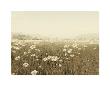 Field Of Daisies by Ian Winstanley Limited Edition Pricing Art Print