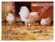 White Leghorns by Robert A. Johnson Limited Edition Print