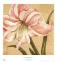 Blooming Wonder Ii by Judy Shelby Limited Edition Print