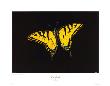 Yellow Butterfly by Revo Limited Edition Pricing Art Print