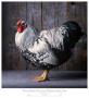 Silver Laced Wyandotte by Tamara Staples Limited Edition Pricing Art Print