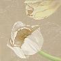 Tulips On Linen by Olivia Celest Blanchard Limited Edition Pricing Art Print