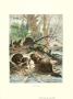 Beaver by Friedrich Specht Limited Edition Print