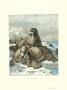 Walrus by Friedrich Specht Limited Edition Pricing Art Print