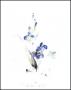 Blue Iris by Kay Stratman Limited Edition Print