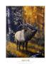 Bull Elk by Michelle Mara Limited Edition Print