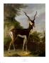 Indian Blackbuck by Jean-Baptiste Oudry Limited Edition Pricing Art Print