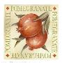 Pomegranate by Michael Alexander Limited Edition Pricing Art Print