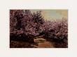 Disappearing Blossom by Wallace Nutting Limited Edition Print
