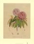 Campeelliae Sheopore Nepal by Joseph Dalton Hooker Limited Edition Pricing Art Print