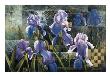 Iris Garden by Fangyu Meng Limited Edition Print