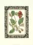 Zebra Bordered Botanical Ii by Poiret Limited Edition Print