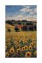 Fields Of Sunflowers I by Ruane Manning Limited Edition Print