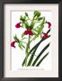 Cymbidium Rhodochilum by H.G. Moon Limited Edition Pricing Art Print