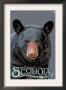 Sequoia Nat'l Park - Black Bear Up Close - Lp Poster, C.2009 by Lantern Press Limited Edition Print