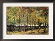 Lane With Poplars by Vincent Van Gogh Limited Edition Print