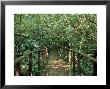 Jungle, Hawaii by Bill Romerhaus Limited Edition Print