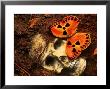 Butterfly On Skull by Terry Why Limited Edition Print