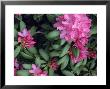 Swedish Rhododendron, Sweden by Harry Parsons Limited Edition Pricing Art Print