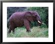 African Elephant After Rain Shower by Lynn M. Stone Limited Edition Print