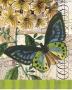 Bountiful Butterfly Ii by Walter Robertson Limited Edition Print