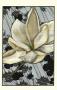 Patterned Magnolia Ii by Jennifer Goldberger Limited Edition Print