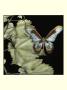 Butterfly On Vine Ii by Jennifer Goldberger Limited Edition Print